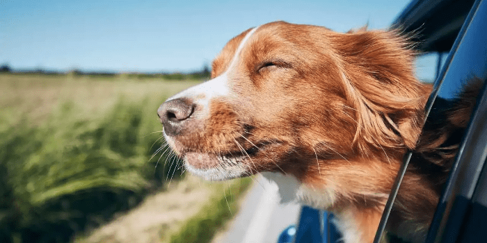 HONEYDEW Dog Shampoo for Smelly Dogs