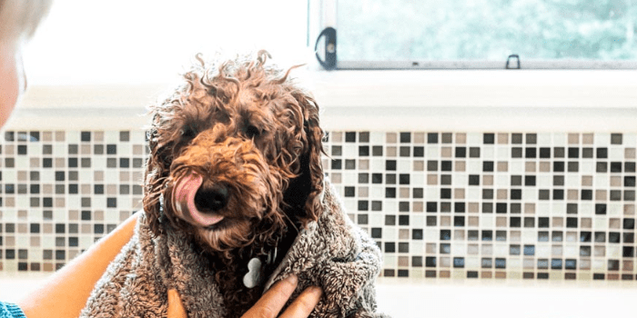 Soapy Tails Dog Shampoo Bar