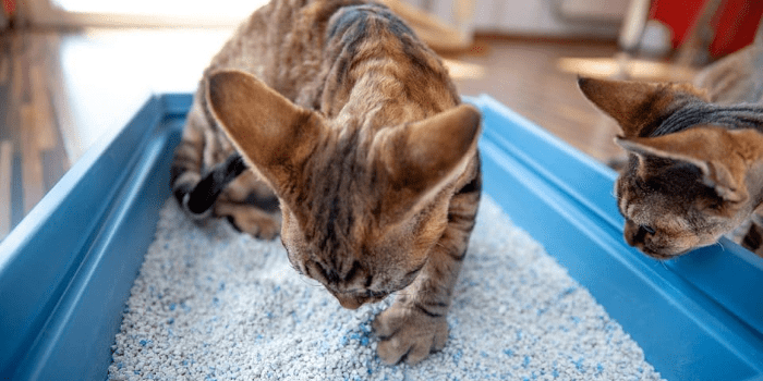 Top Eco-Friendly Cat Litter Brands Out There