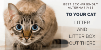 Best Eco-Friendly Alternatives to Your Cat Litter and Litter Box Out There