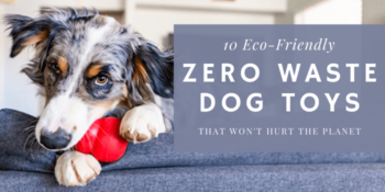 10 Eco-Friendly Zero Waste Dog Toys That Won’t Hurt The Planet