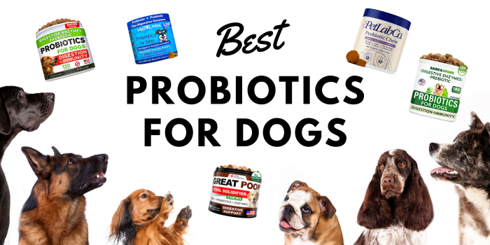 Best-probiotics-for-dogs
