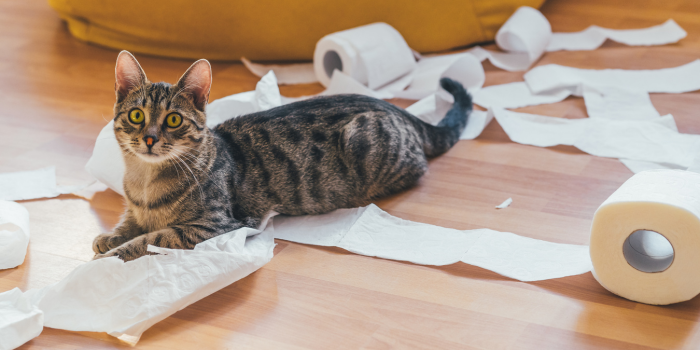 How to Make Your Own Cat Toys from Toilet Paper Rolls